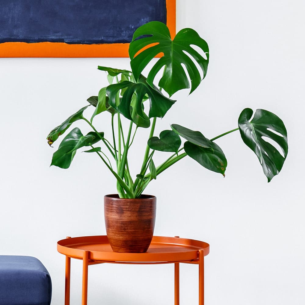Monstera plant