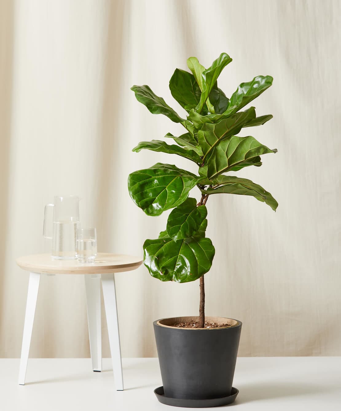 Indoor plant
